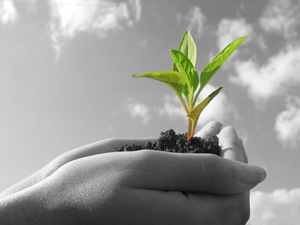 image of hand holding soil with spouting leaf