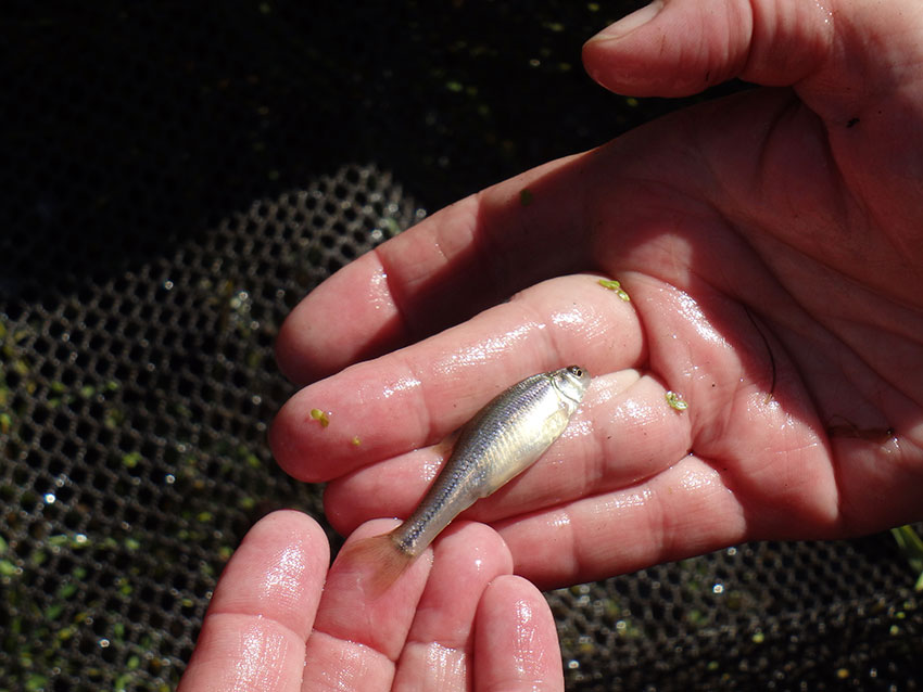 image of minnow fish