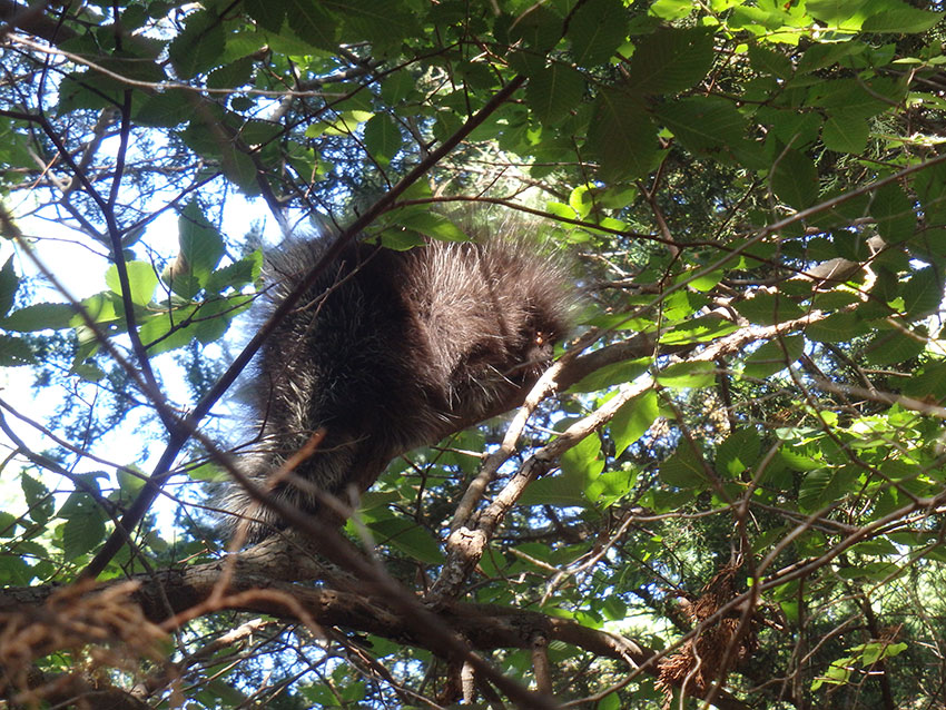image of Porcupette taking refuge in a tree.