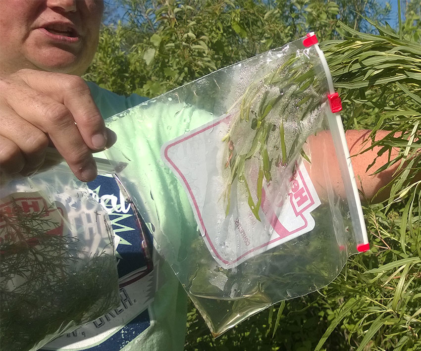 image of thirsty plants in a ziploc bag