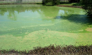image of blue-green algae
