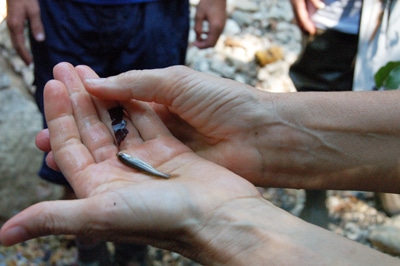 image of darter fish