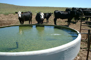 image of livestock at watering facility