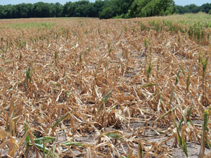 image of corn fields in drought 