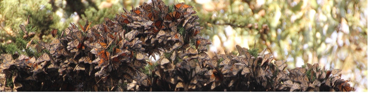 monarch conservation