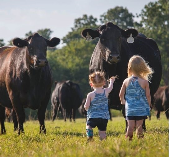 two young girls with cows