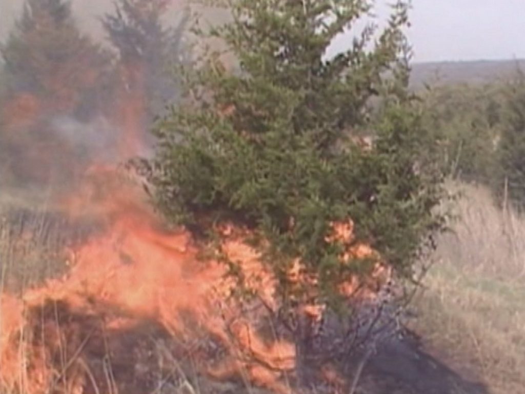 image of prescribed burn