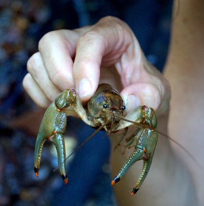 image of crawfish