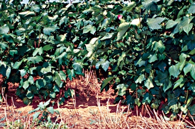 image of No-till cotton