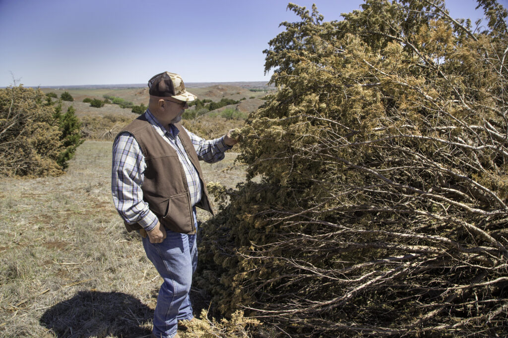 Jimmy Emmons checks the dryness of redcedar trees felled by a mulching company on property he leases in Dewey County adjacent to Emmons Farms Ranch. Photo by Kelly J Bostian / KJBOutdoors